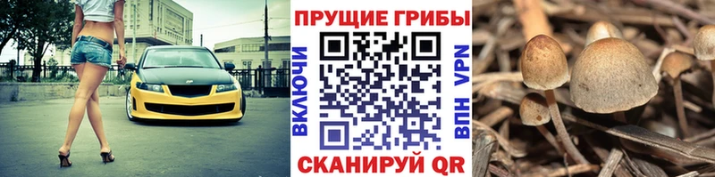купить наркотик  Полярный  Псилоцибиновые грибы мицелий 